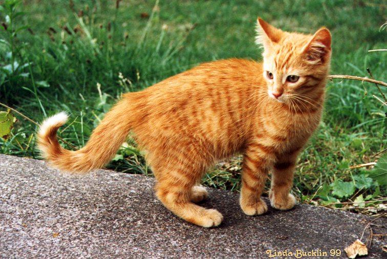Opie4-99-Brown House Cat Kitten-by Linda Bucklin.jpg