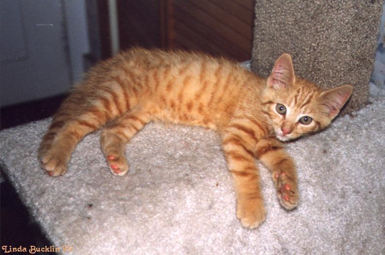 Opie9-99-Brown House Cat-by Linda Bucklin.jpg