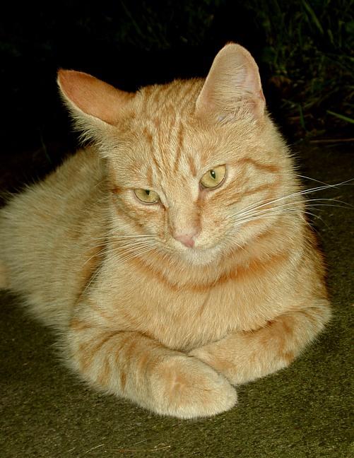 Opie 7-House Cat-by Linda Bucklin.jpg