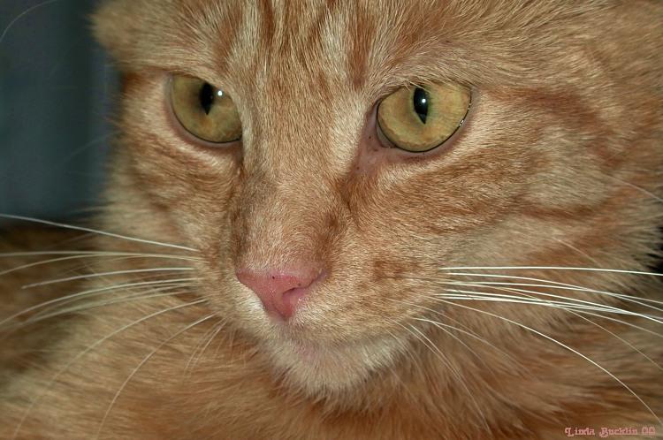 Opie close up-House Cat-by Linda Bucklin.jpg