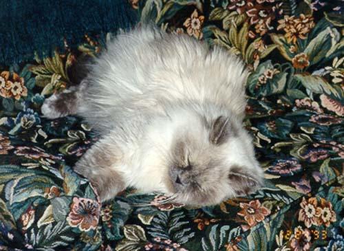 Pandora couch1-Himalayan House Cat-by Stellactica.jpg