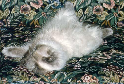 Pandora couch2-Himalayan House Cat-by Stellactica.jpg