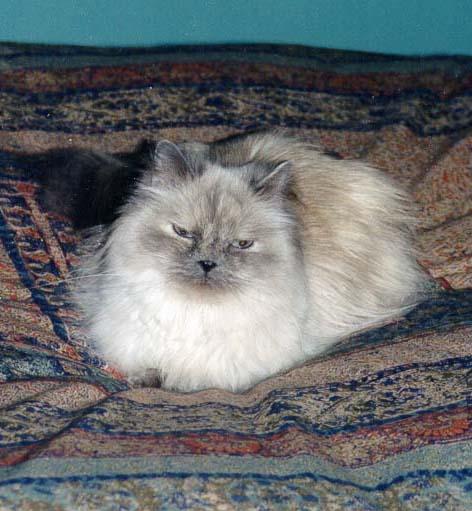 Pandora on bed-Himalayan House Cat-by Stellactica.jpg