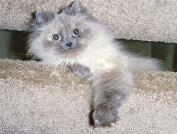 Pandora stairs-Himalayan House Cat-by Stellactica.jpg