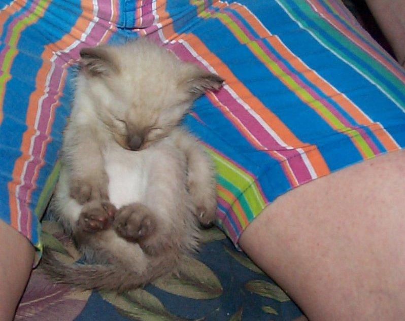 Patta25-Siamese House Cat Kitten-by Photo-San.jpg