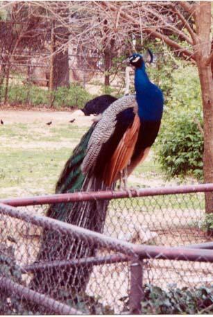 Peacock on fence-by Denise McQuillen.jpg