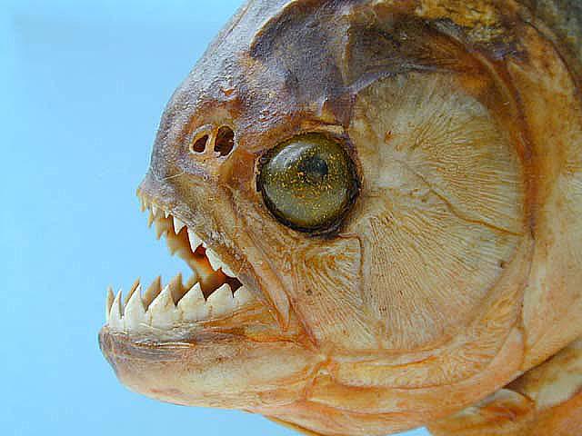 Pirana 3-Piranha-by Tony Heyman.jpg