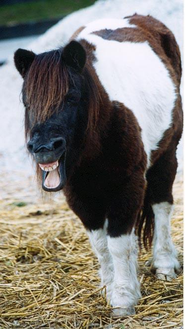 Pony yawn 1-by Denise McQuillen.jpg