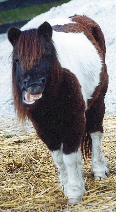 Pony yawn 2-by Denise McQuillen.jpg