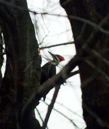 PossibleWoodpecker-Pileated Woodpecker-by Denise McQuillen.jpg