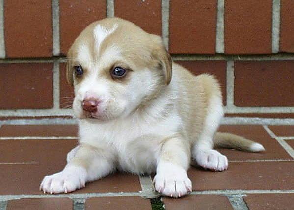 Puppy 2-Chihuahua Dog-closeup-by Ken Mezger.jpg
