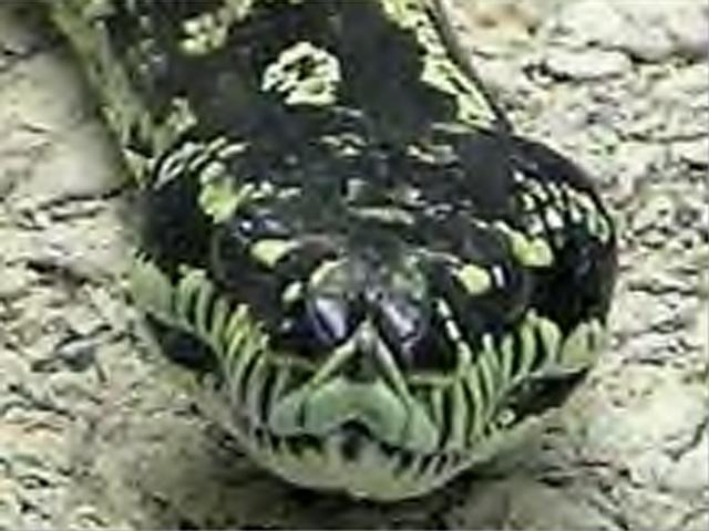 Python2-by Dineke Jansen.jpg