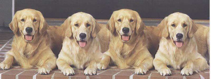 Quads-Yellow Labrador Retriever Dogs-by Stellactica.jpg