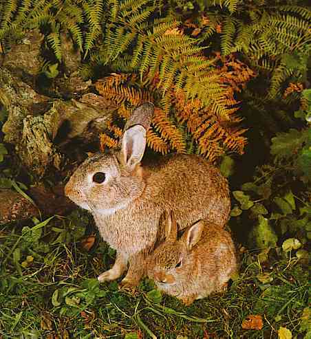 Rabbit-MumTR-mom and baby-by Trudie Waltman.jpg