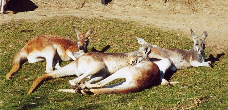 Red Kangaroos-from Indy Zoo-by Denise McQuillen.jpg