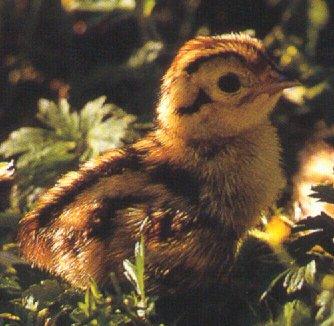 Ring-necked pheasant chick-in grass-by Dan Cowell.jpg