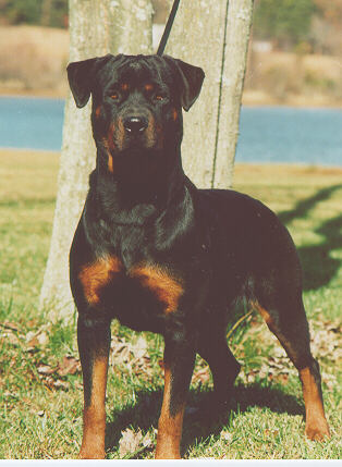 Rottweiler04-DogPortrait-by S Thomas Lewis.jpg