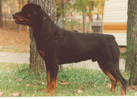 Rottweiler05-DogPortrait-by S Thomas Lewis.jpg