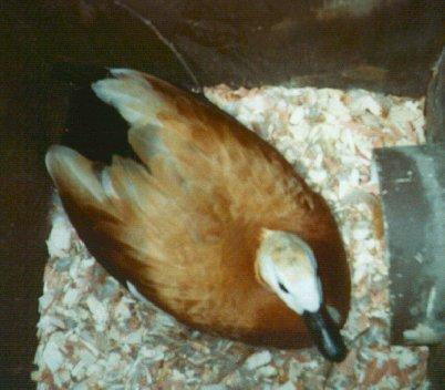 Ruddy shelduck in nesting box-by Dan Cowell.jpg