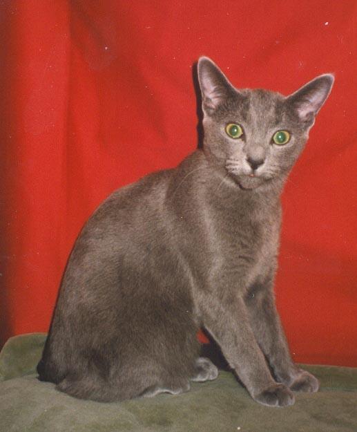Russian Blue House Cat-Aize990628-by E Tamis.jpg