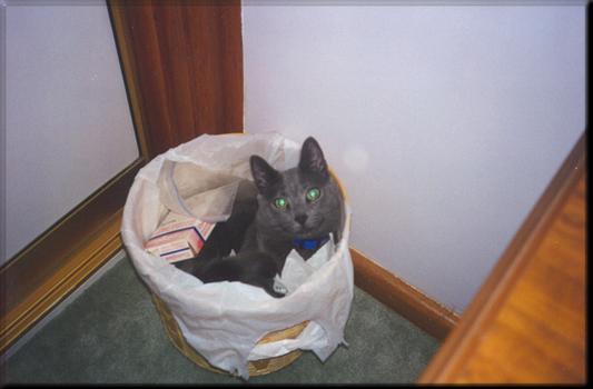 Russian Blue House Cat-BShame-3-by E Tamis.jpg