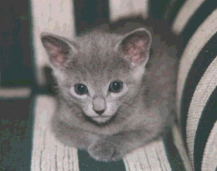 Russian Blue House Cat-BabyPete 1-by E Tamis.gif