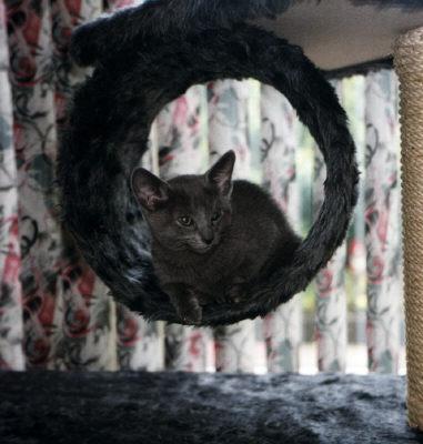 Russian Blue House Cat-Delpy03-by E Tamis.jpg