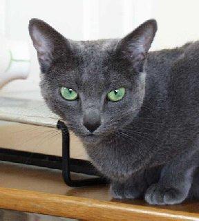 Russian Blue House Cat-Ninel 1-by E Tamis.jpg