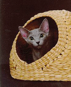 Russian Blue House Cat-cat3-by E Tamis.gif