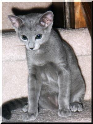 Russian Blue House Cat-kitten1 1-by E Tamis.jpg