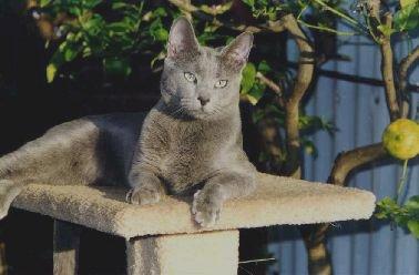 Russian Blue House Cat-lounge-sun1-by E Tamis.jpg