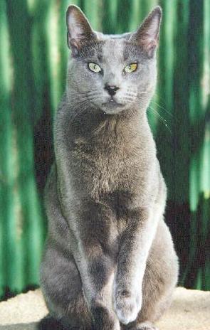 Russian Blue House Cat-outdoor-portraits1-by E Tamis.jpg
