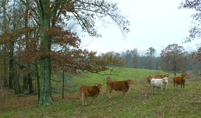SNAG-0045-Domestic Cattle-Cows-by Tom Black.jpg