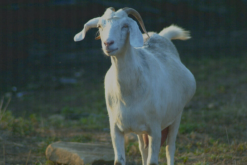 SNAG-0082-Domestic Goat-by Tom Black.jpg
