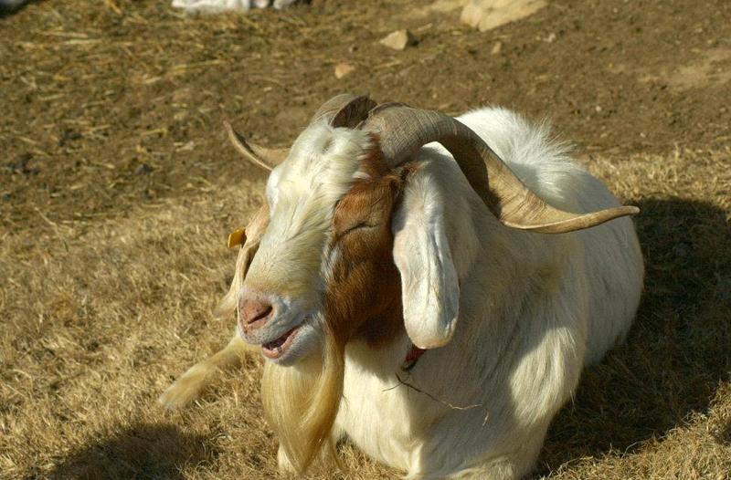 SNAG-0091-Domestic Goat-by Tom Black.jpg