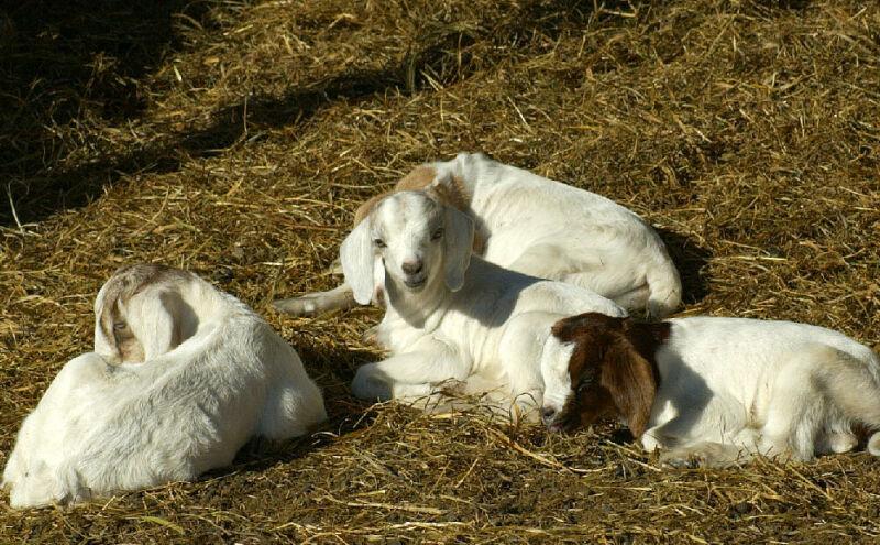SNAG-0092-Domestic Goats-by Tom Black.jpg