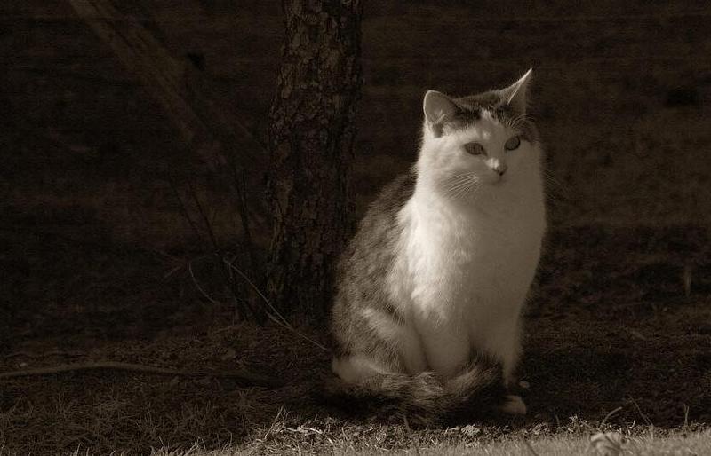 SNAG-0099-House Cat-by Tom Black.jpg