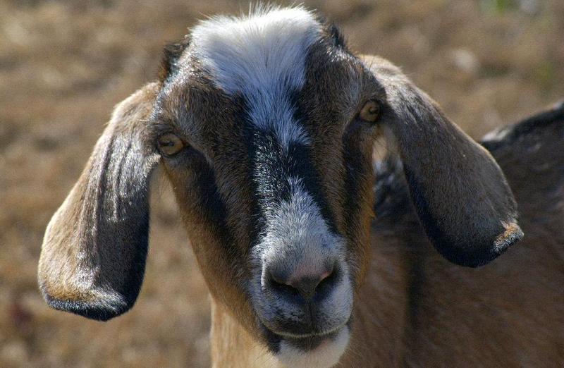 SNAG-0102-Domestic Goat face-by Tom Black.jpg