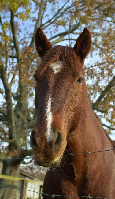 SNAG-0133-Brown Horse-by Tom Black.jpg