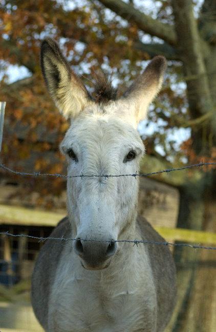 SNAG-0134-Donkey-by Tom Black.jpg