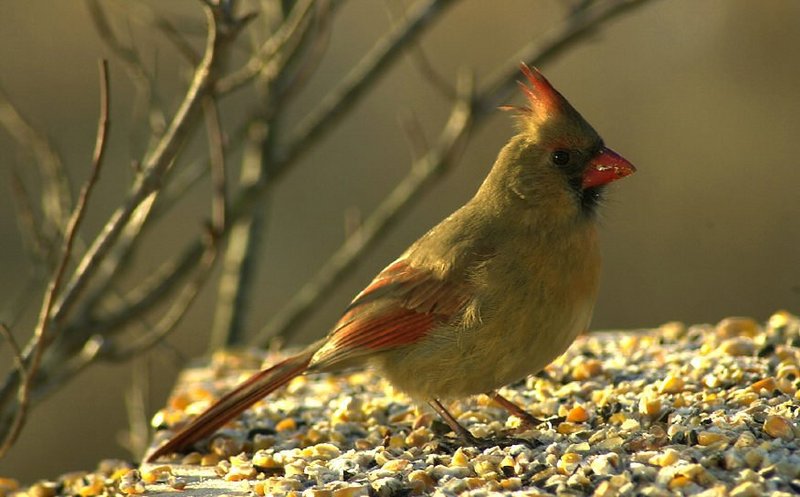 SNAG-0258-Cardinal Female-by Tom Black.jpg
