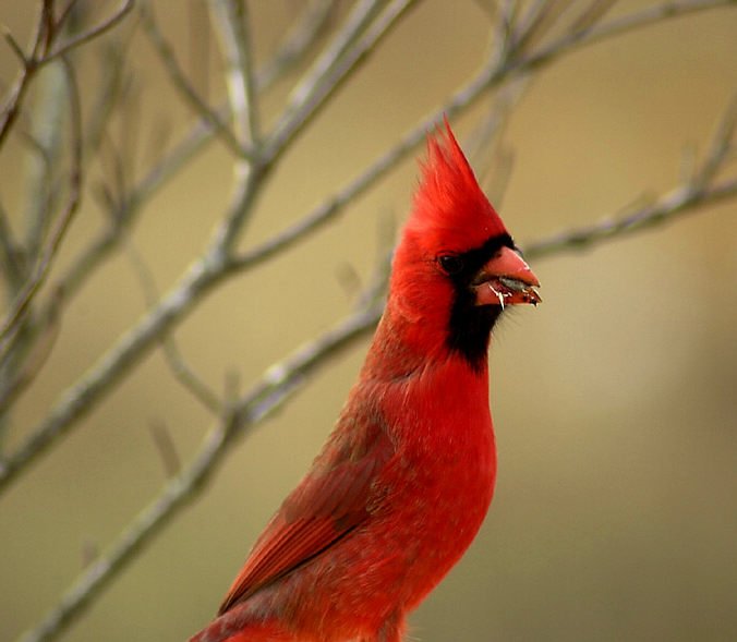 SNAG-0279-Cardinal Male-by Tom Black.jpg