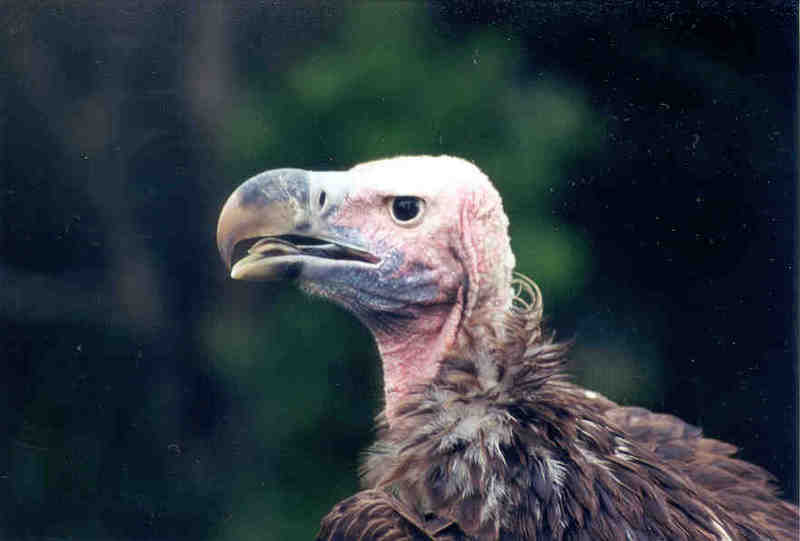 SY African Vulture Jacksonville Zoo01-by Sam Young.jpg