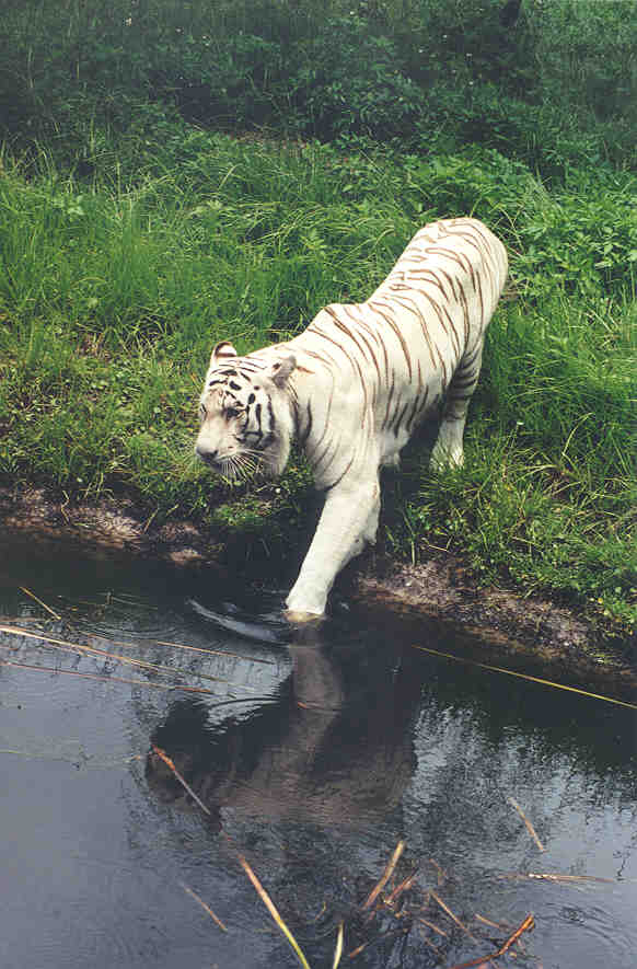 SY Tiger Jacksonville Zoo03-White Tiger-by Sam Young.jpg