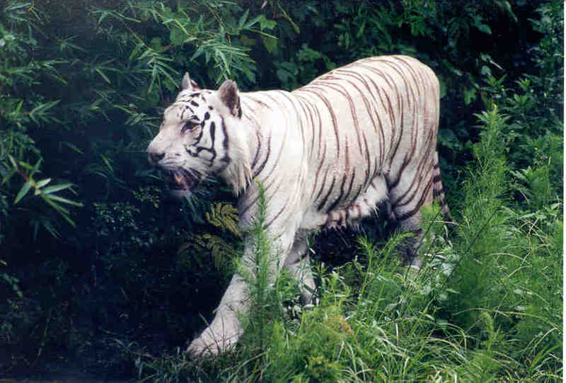 SY Tiger Jacksonville Zoo05-White Tiger-by Sam Young.jpg