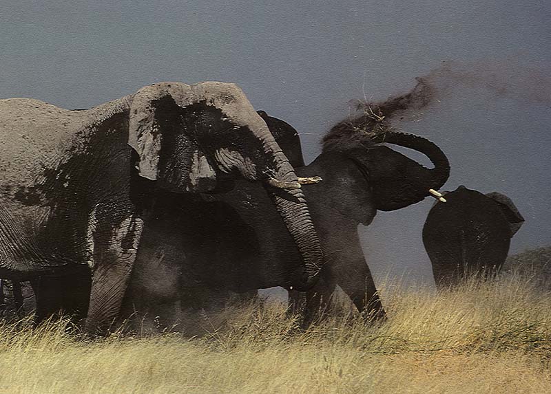 Sawl07-African elephant herd-on grassland-by Julius Bergh.jpg