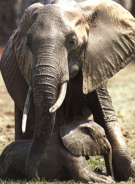 Sawldc-African elephant-mom n baby-by Julius Bergh.jpg