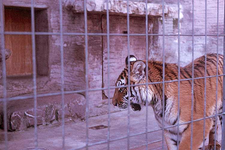 Scan1084-Tiger-at Zurich Zoo-by GRC.jpg