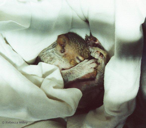 Scan4-Baby Squirrel-by Rebecca Willey.jpg