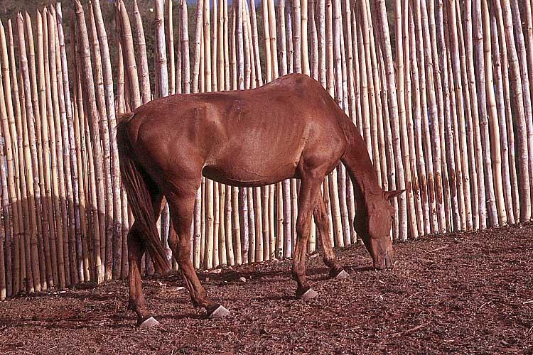 Scan52-Colorado Brown Horse-by GRC.jpg